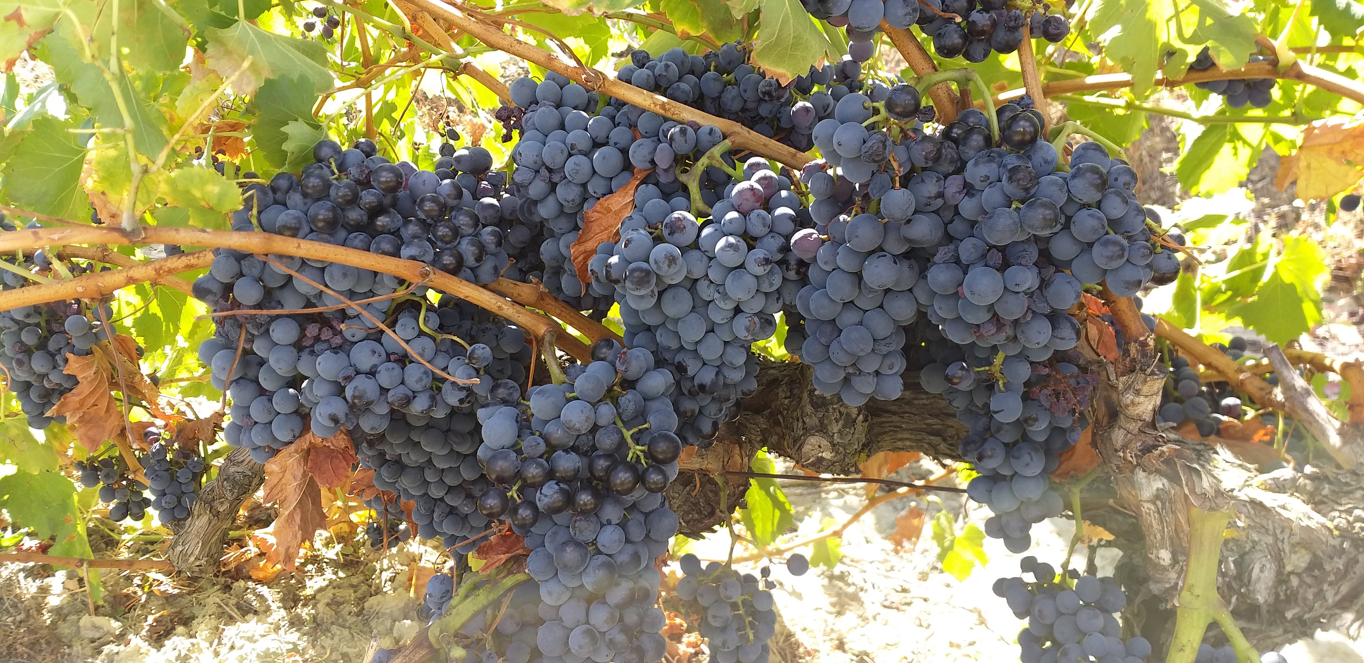 Aurore d'alaric - Des vins authentiques du Sud de la France
– Aurore d'Alaric